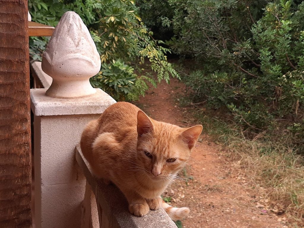 Bolu Beslenme ve Diyet Kılavuzu